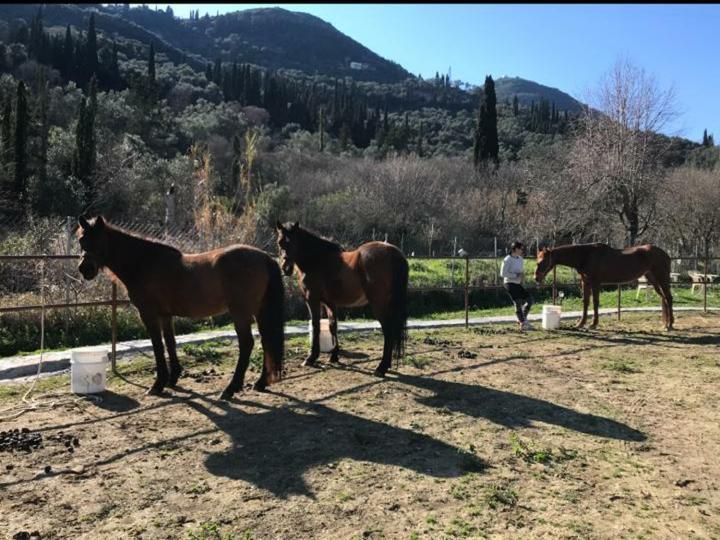 St.Nicholas Ranch Corfu Benitses  Buitenkant foto